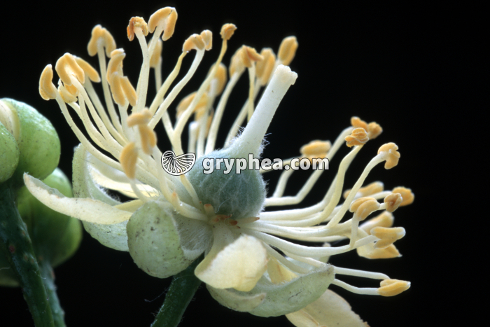 Tilleul (Tilia platyphyllos) - Fleur vue de profil - gryphea.com
